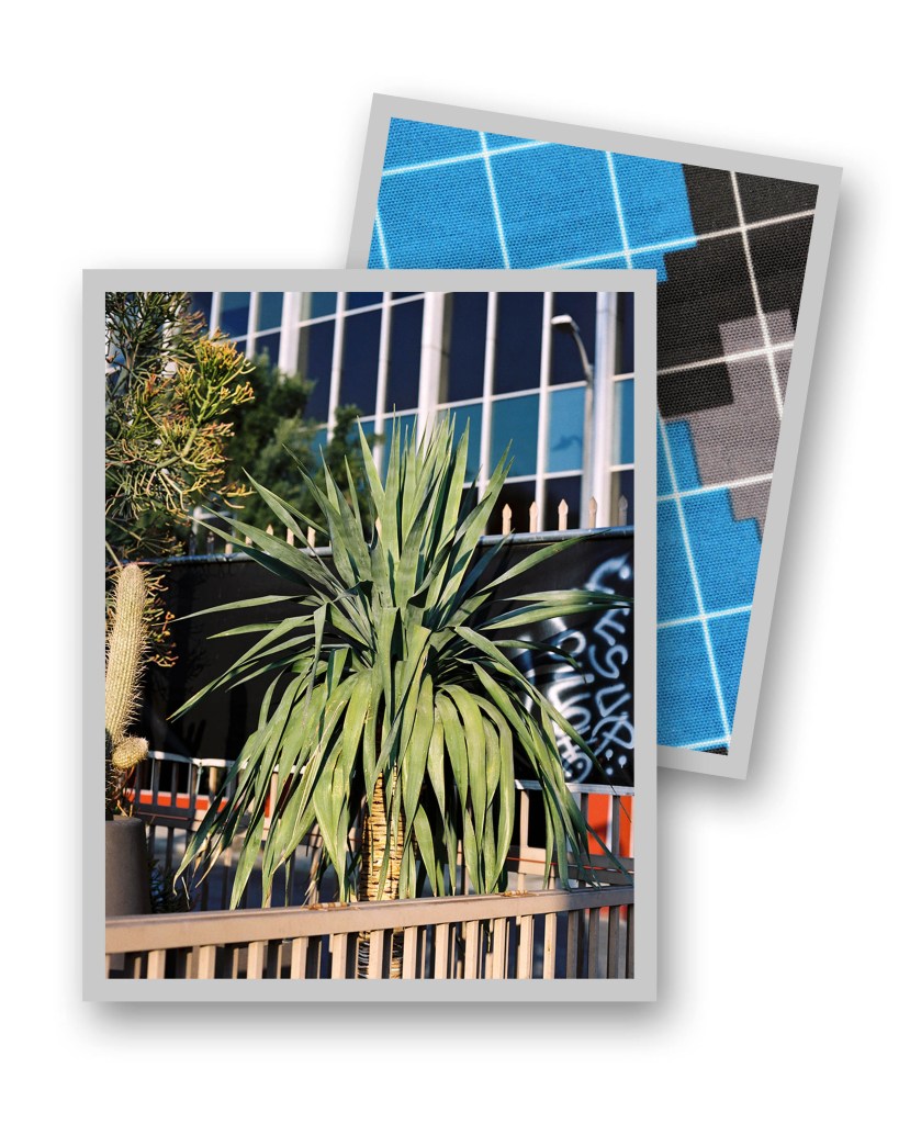 11_plant&pattern, 2018